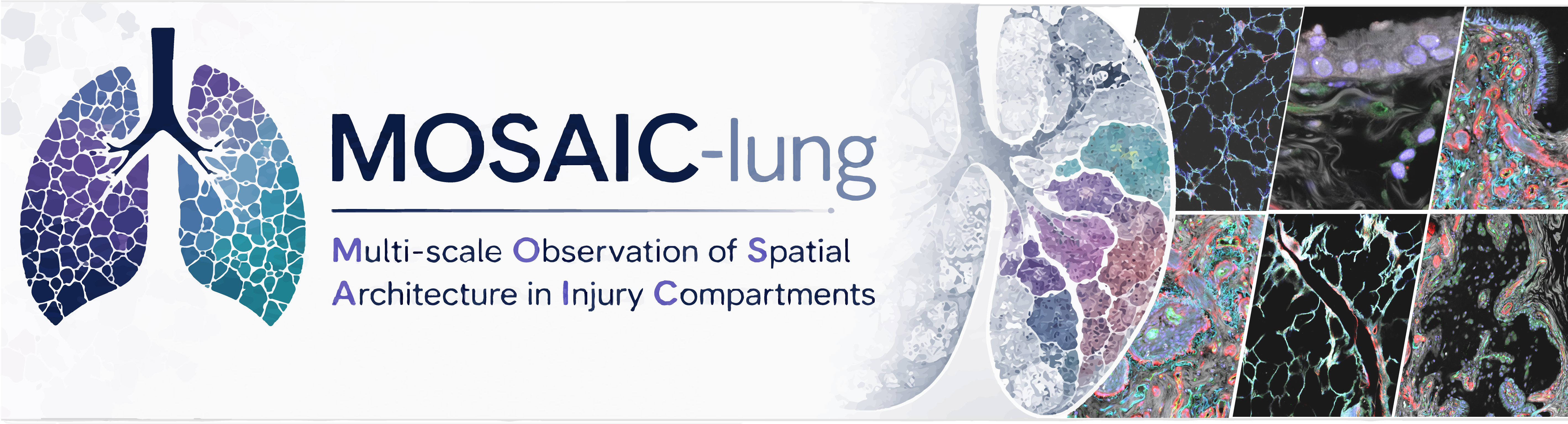 Bleomycin Murine Lung Model 3D Image Atlas Banner