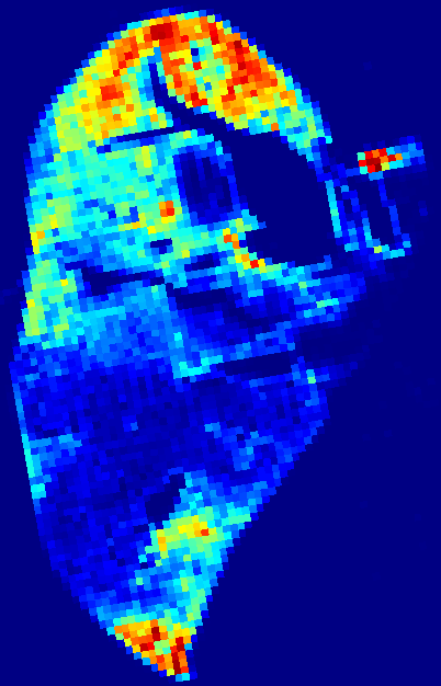 Week 2 DAPI heatmap