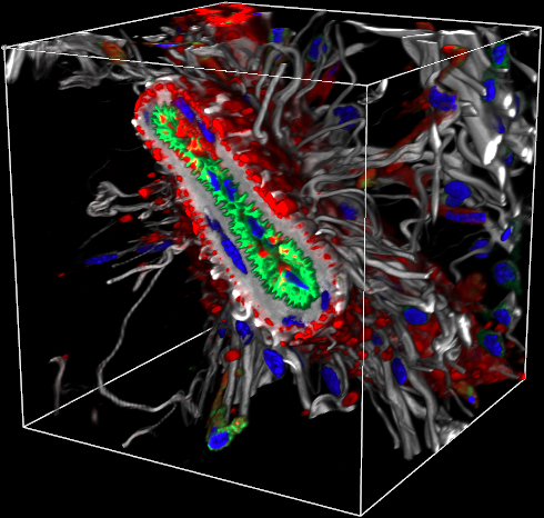 Healthy Arteriole