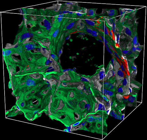 Healthy Venule