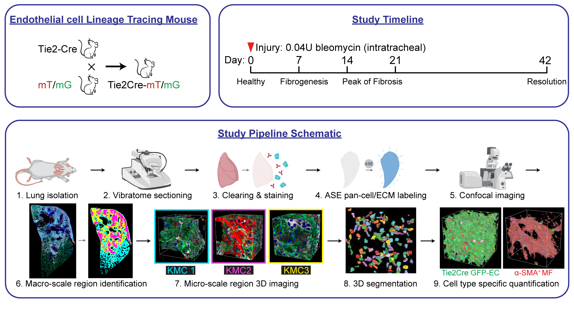 Study Overview