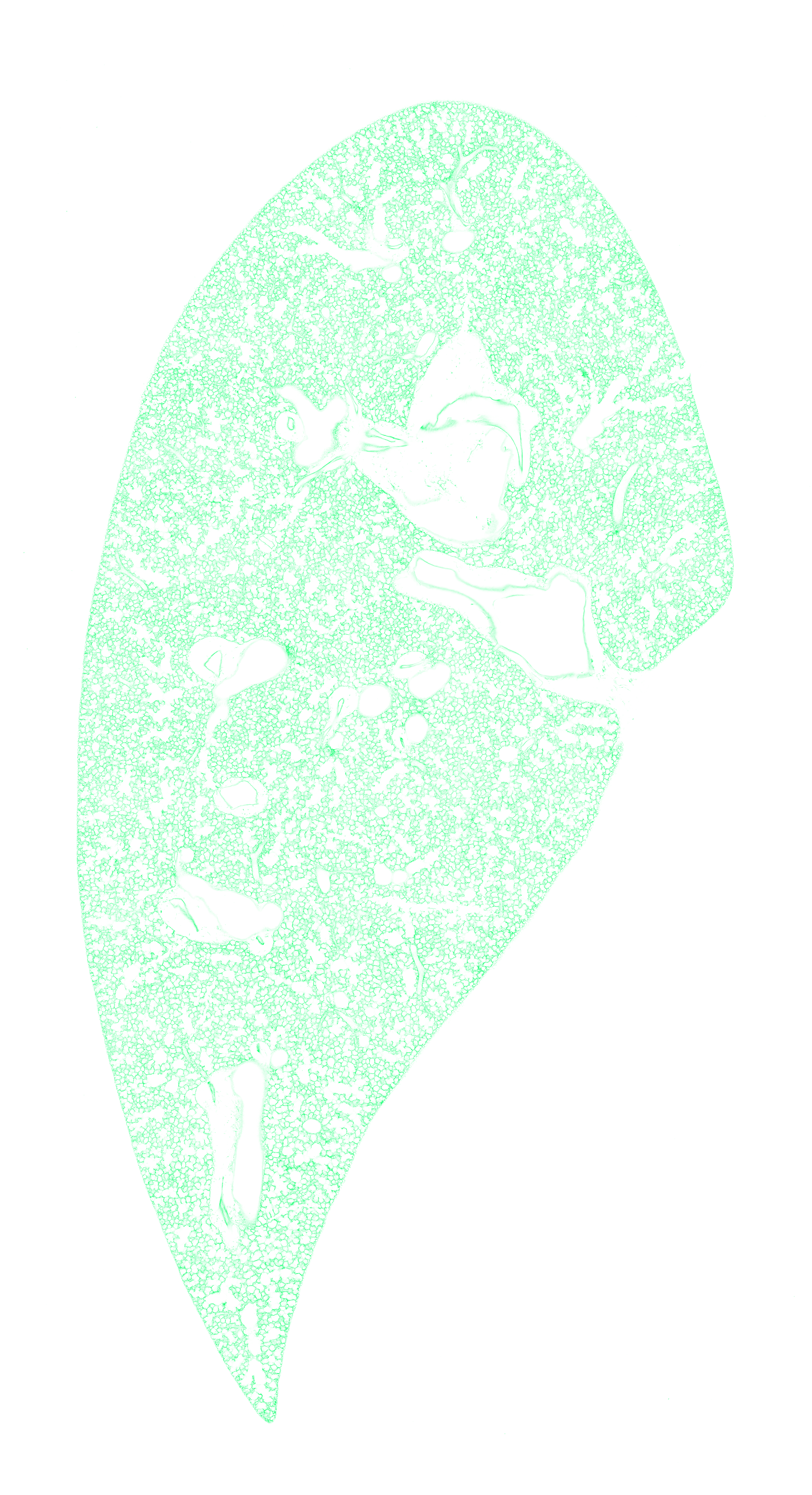 Week 0 GFP channel