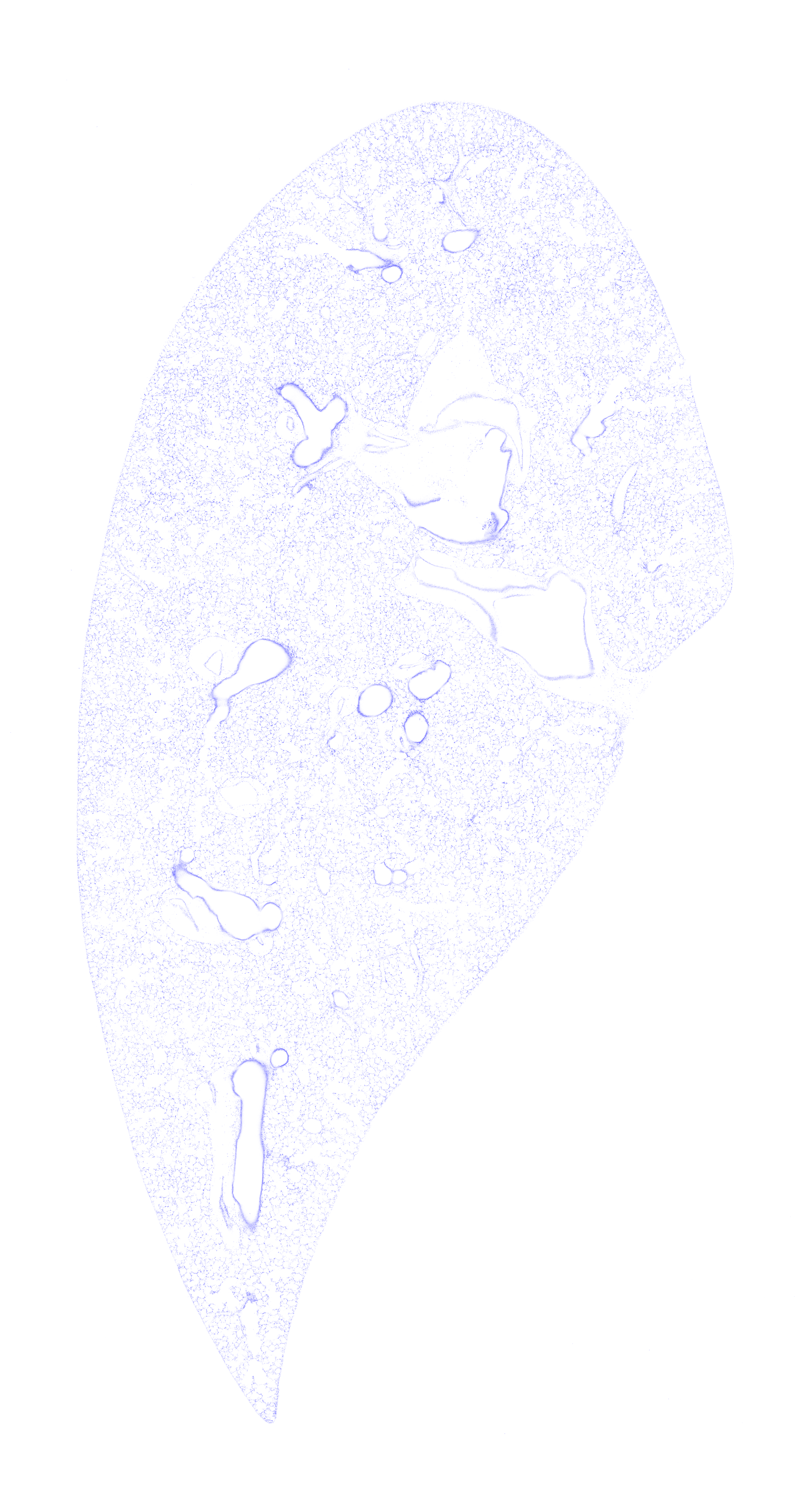 Week 0 DAPI channel