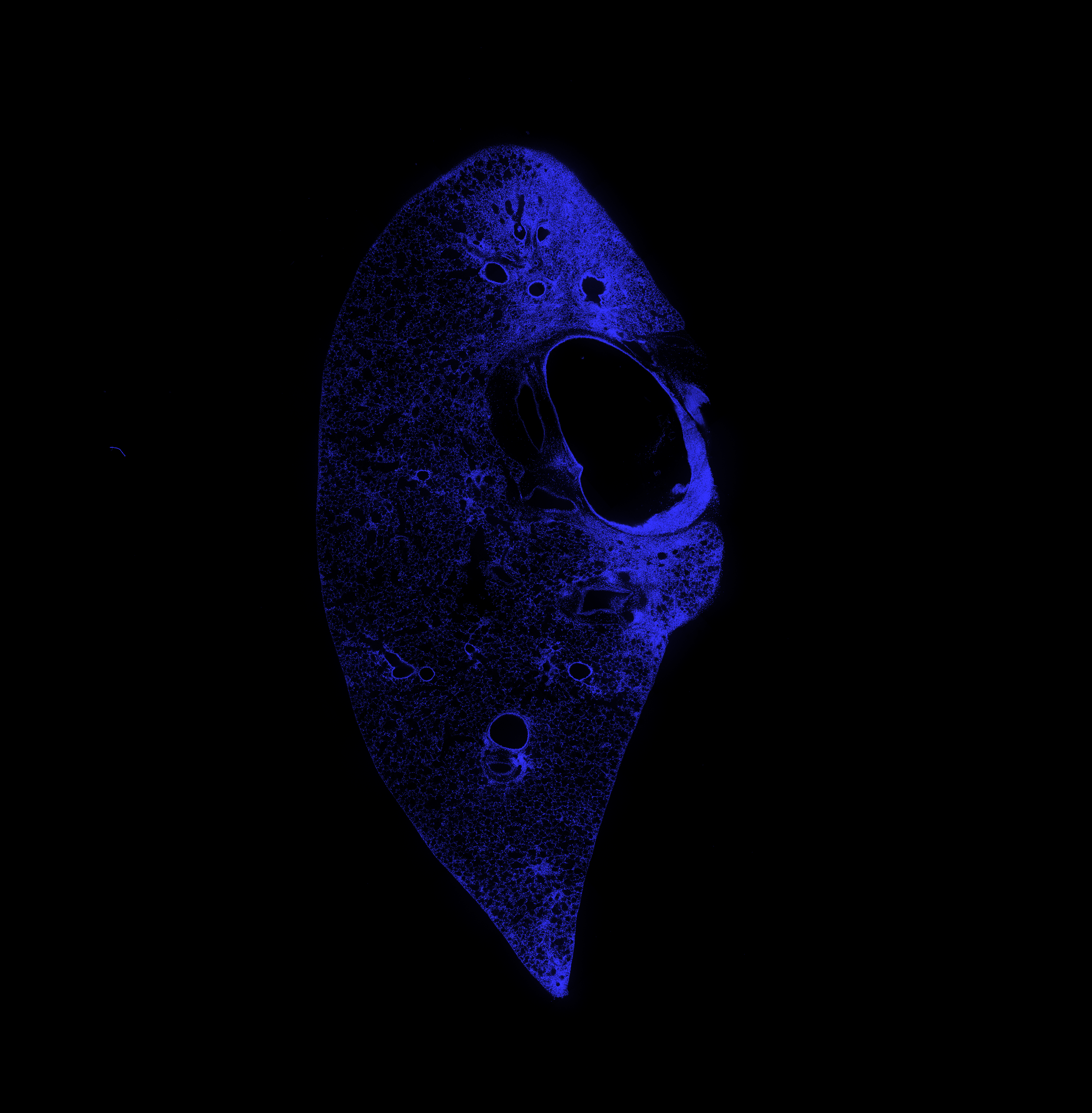 Week 1 DAPI channel