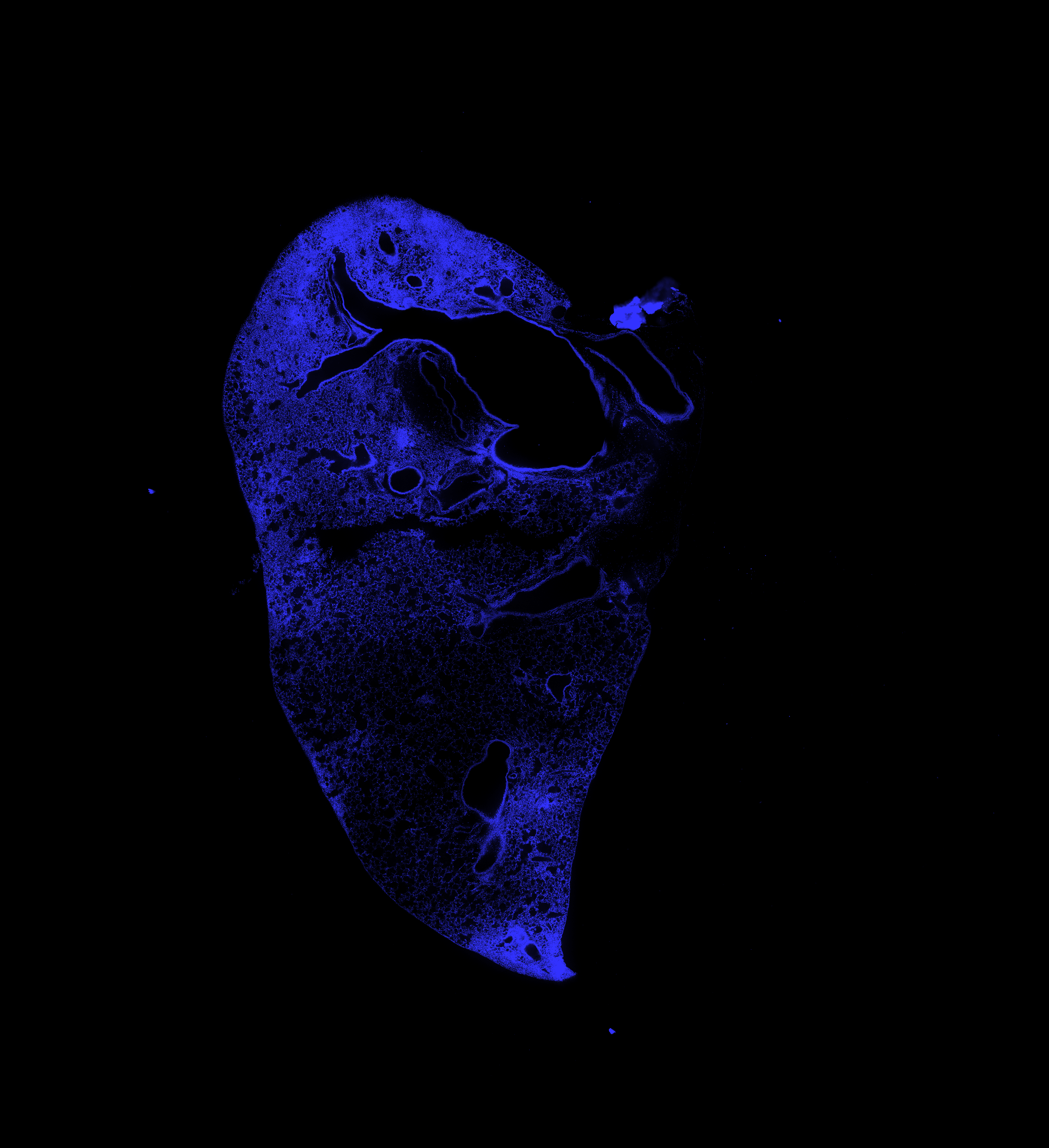Week 2 DAPI channel
