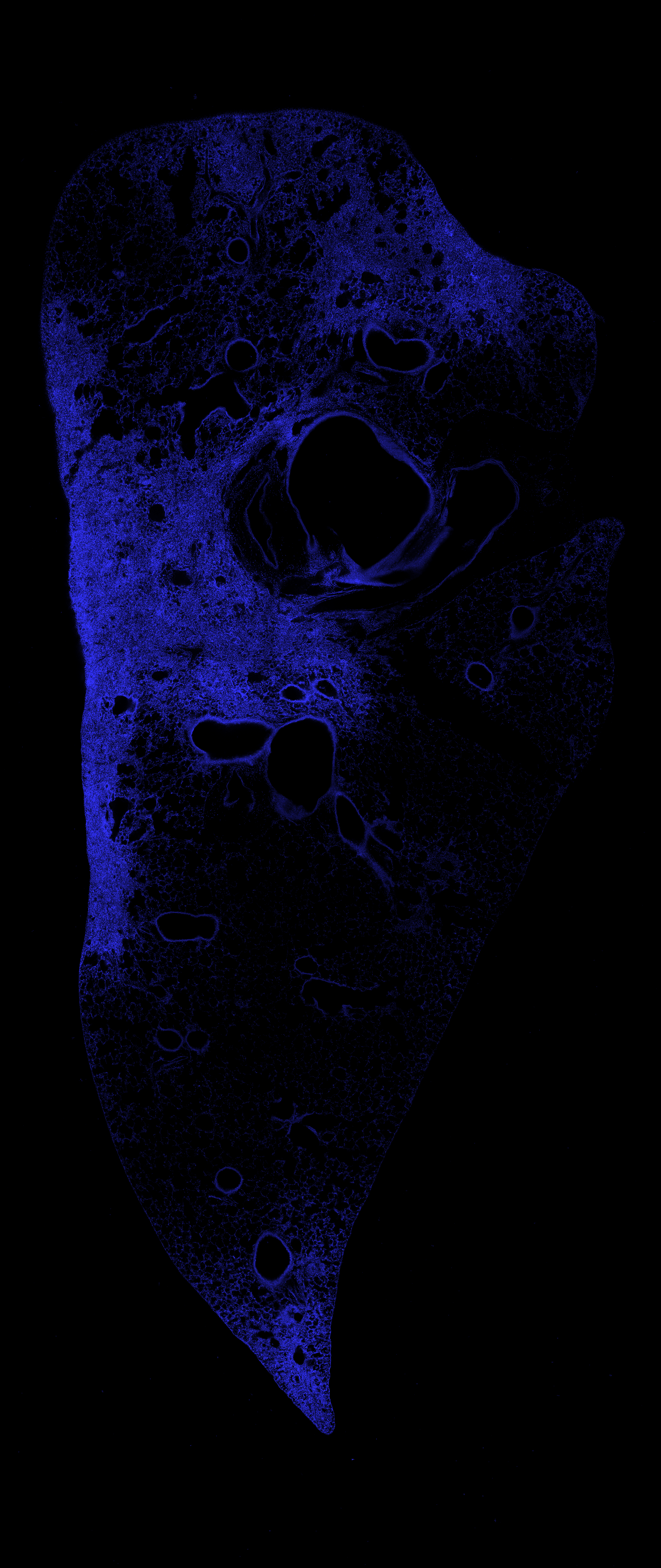 Week 3 DAPI channel