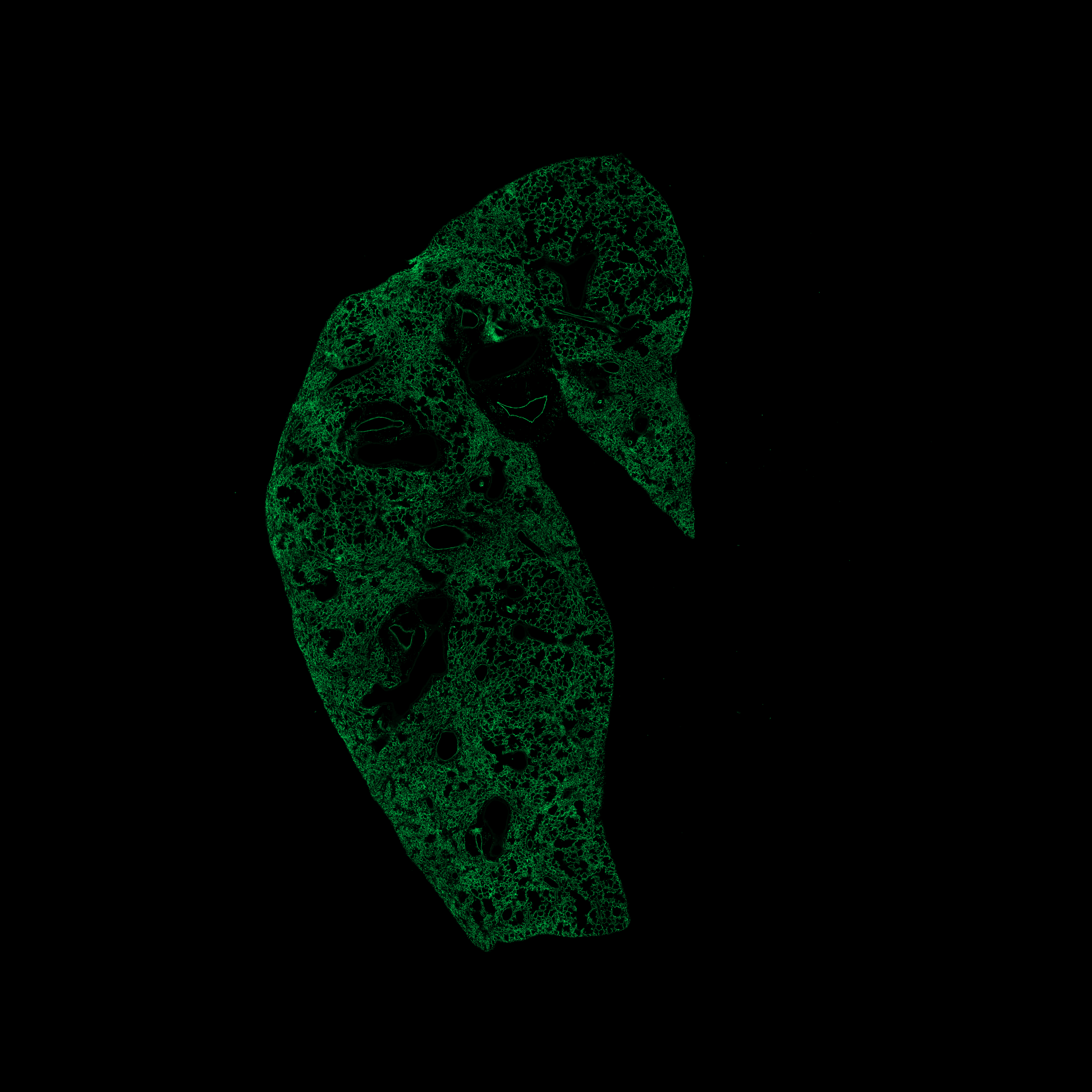 Week 6 GFP channel