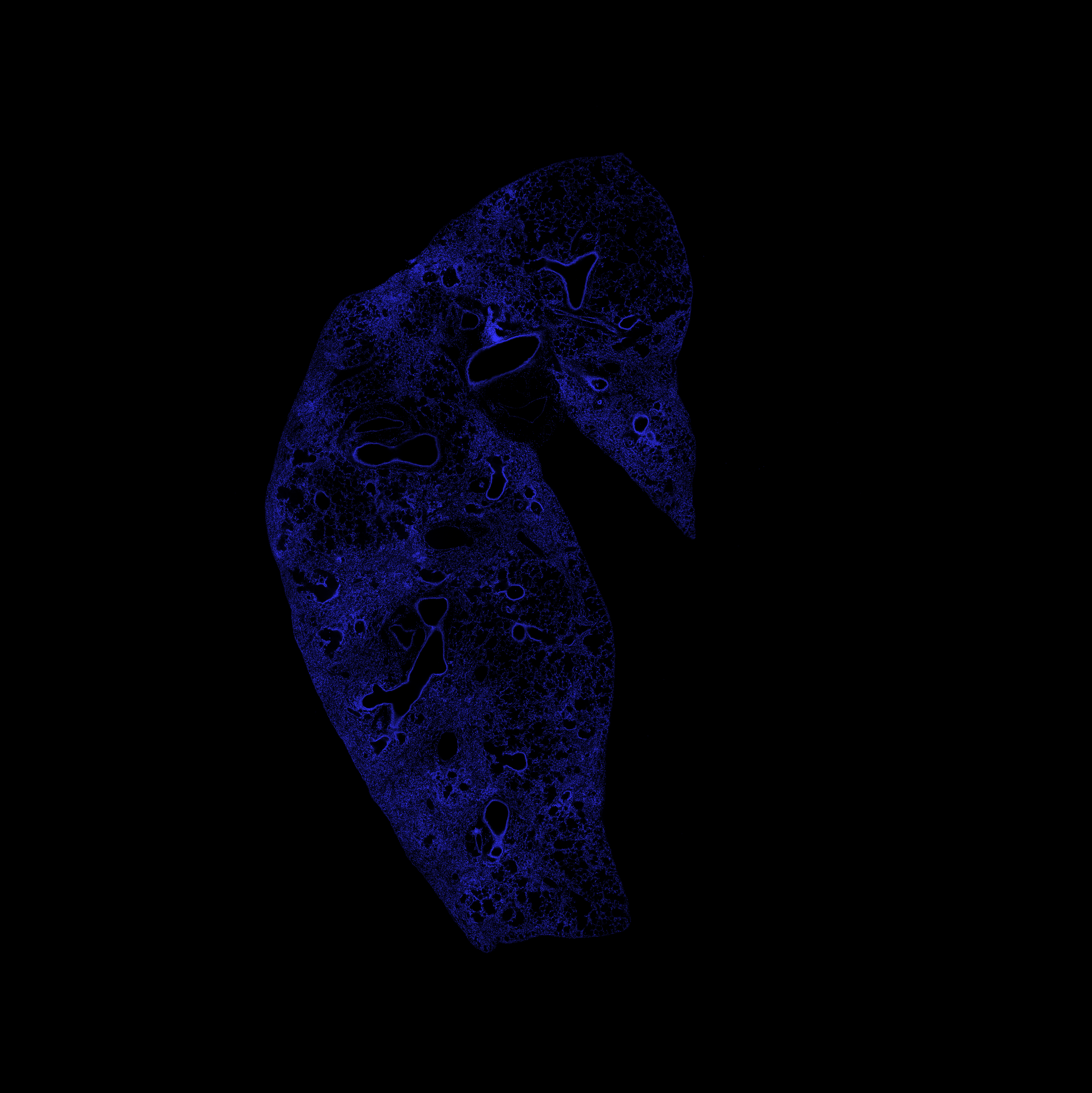 Week 6 DAPI channel