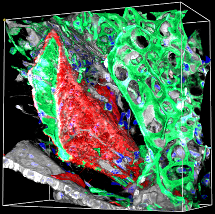 Healthy Arteriole Merged