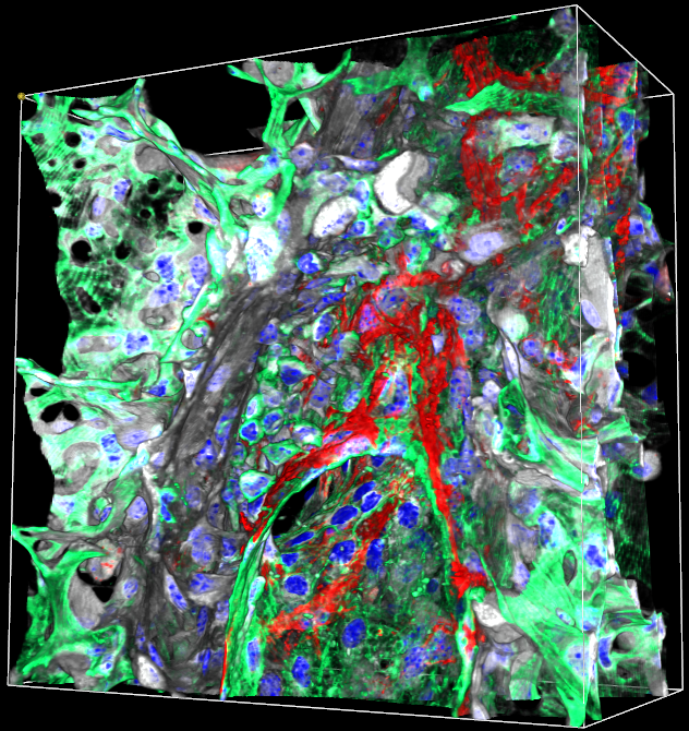 Healthy Venule Merged