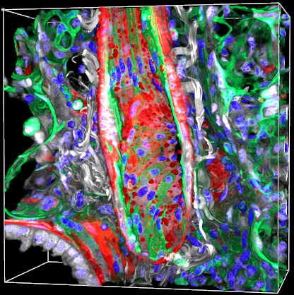 Healthy Arteriole Merged