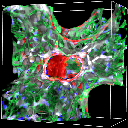 Healthy Venule Merged