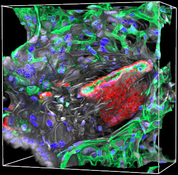 Healthy Arteriole Merged