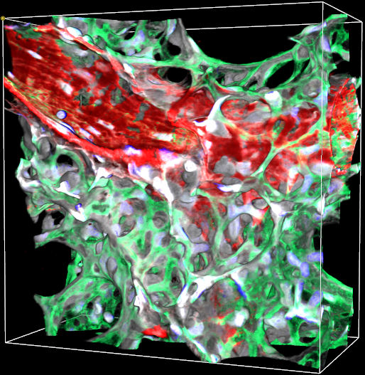 Healthy Venule Merged